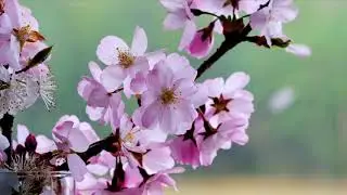 Relaxing Piano Music with Singing Birds (for relaxation, reading, sleep)