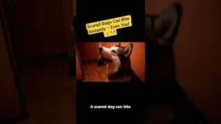 Scared Dogs Can Bite Instantly &ndash; Even You! ⚠️🐶