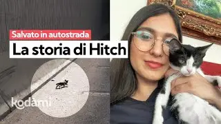 Salva un gattino in autostrada dopo aver perso il suo: la missione di Laila