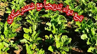 مفعولا الدواء الأعشاب الدارة والمد هون وصط الشمندر السكري