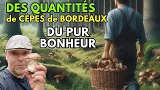 Des quantités de cèpes de Bordeaux ! On est au coeur de la pousse, un régal ! #cepes #nature #asmr 🍄