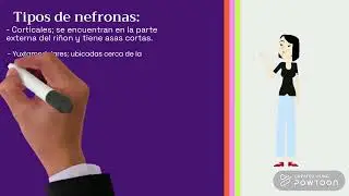 La nefrona. Sistema renal