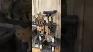 Looking for a good cat tree? Our top pick is Feandrea cat trees. Click the link to check it out!