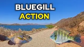 Lake Perris Bluegill Fishing &ndash; Monster Slabs & Non‑Stop Action (Catch and Cook)