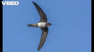 Alpine Swift