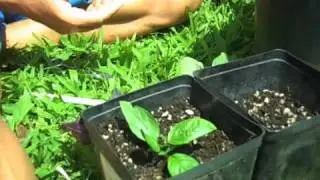 Quick & Easy Herb Garden