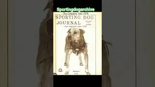 Серия каверов SDJ: Hudson's Tex #sportingdogs #apbthistory #gamedogs #apbtfanciers #gamebred