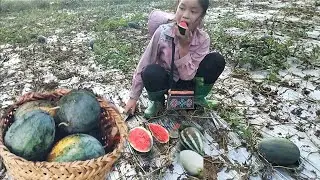 The Legend of Watermelon/The Story of the Watermelon Field