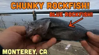 CHUNKY ROCKFISH and Pretty BLACKSMITH! 20+ Catches - Coast Guard Pier, Monterey Bay CA Fishing