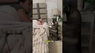 My dog is scared of the monster under the bed! #dog #dogs #husky #huskies #cute