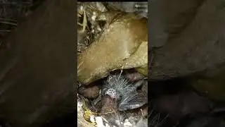 Zebra finch bird babies are very hungry #shorts