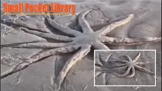 Starfish leave a wonderful traces in the sand after moving