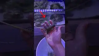 ВЫ бы держали такого в своем АКВАРИУМЕ??🦞