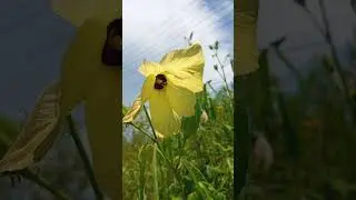 yellow okra.         #kapasan #abelmoschusmoschatus