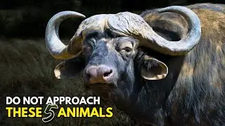 Nature&rsquo;s Real-Life Monsters: 5 Creatures That Shouldn't Exist