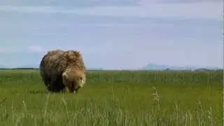 Grizzly Bear in Grass Field - Bear Viewing Tours Alaska - Sasquatch Alaska