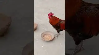 Hungry Rooster Loves Wheat#subscribe #chicken #viral #rooster