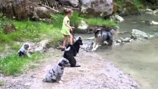 Australian Shepherd Welpen (7 - 8 Wochen alt)
