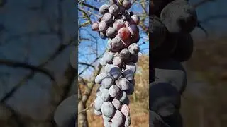 &Eacute;rik a sz&ouml;lő a Kutyahegyen 1/47 Anan&aacute;sz & Roza Menna Vacca