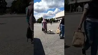 #Собака_мордой_вниз_Собака_мордой_вверх#йога#музеон#shorts#video#news#viral#like#live#games#art#dog