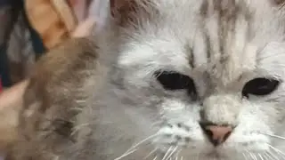 cat 😸 play silver 😁#catlover#animal