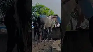 Horse bath time