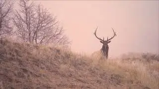 Wild Lands Wild Horses Presents: Theodore Roosevelt National Park