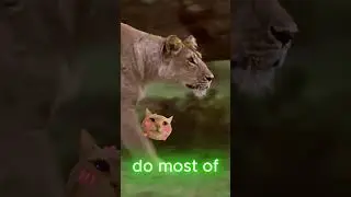 Lions: The Social Kings of the Savanna 🦁 | Amazing Animal Facts