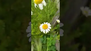 Ants run on a daisy/ Муравьи бегают по ромашке/ 蚂蚁在菊花上运行