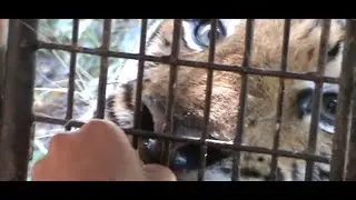 ZOOBIC SAFARI 2015