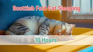 Scottish Fold Cat Snoring ASMR 💤 Deep Sleep & Relaxation Sound (White Noise) 10 Hours