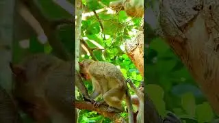 Best video of baby monkey action, Great life of monkeys. #monkey4u #monkey #animals #monkeybaby