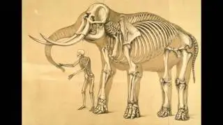 Fossil Origins of the Cyclops