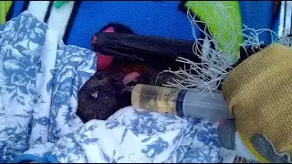 Rescuing a flying-fox tangled in fruit tree netting:  this is Orchi