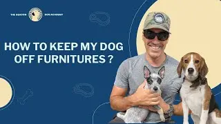 How Do I Keep My Dog Off Furniture? | The Beacon Dog Academy