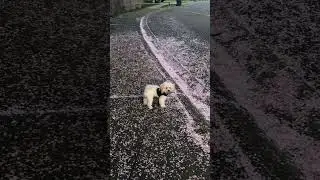 Afternoon walk #walking #cutedog #simba #dogs #dog #spring #blossom