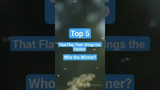 Top 5 Fastest Wing Flapping Insects! | Top 5 Insects That Flap Their Wings the Fastest