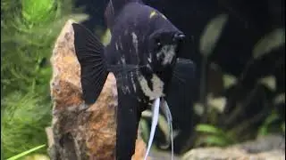 Angel Fish basic planted tank setup