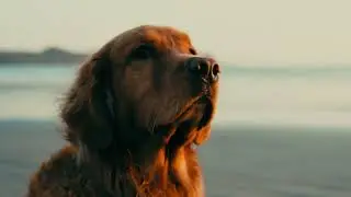 OCS - golGOLgol
