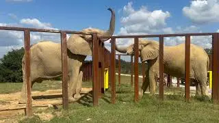 The Elephant Sanctuary | Artie Meets Flora