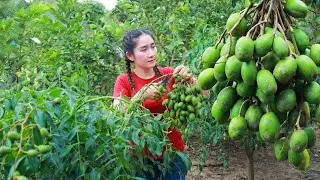 Harvesting over 100 kg of hog plums from a heavily laden tree to sell at the market | Beautiful Life