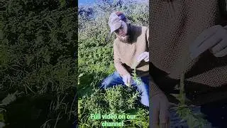 Чертополох! Забытая дикая еда и лекарство 🌱 #собирательство #природамедицина