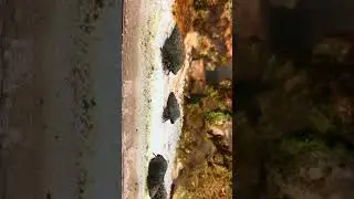 hermit crabs #viral #saltwaterfishtank
