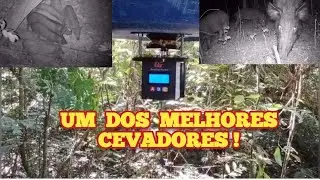 CEVADOR  AUTOMÁTICO  PARA JAVALI