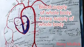 Whole Body Artery Supply In Bangla With Hand Drawing, Whole Body Blood Supply, Anatomy.Artery Supply