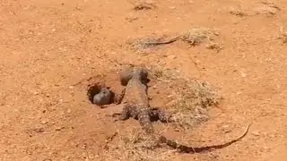 komodo Dragon Eating Rabbit live