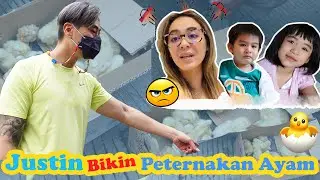 JUSTIN BIKIN PETERNAKAN AYAM, TIFF EMOSI!
