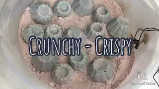 Crunchy, Crispy Gymchalk Reforms 💞