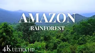 Amazon 4k - The World&rsquo;s Largest Tropical Rainforest Jungle Sounds | The Rain Realm☔