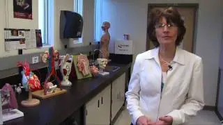 Anatomy & Physiology Lab